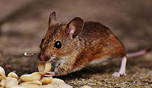 24 Hour & Emergency Exterminators in Bacova Jnctn, VA